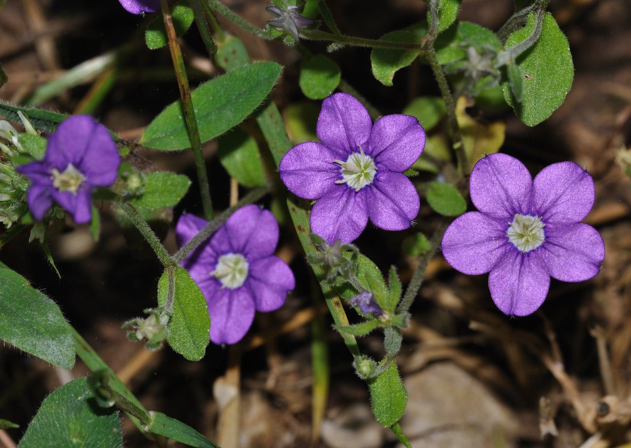 Legousia speculum -veneris